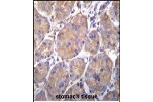 HSP90B1 Antibody (Center) (ABIN655868 and ABIN2845274) immunohistochemistry analysis in formalin fixed and paraffin embedded human stomach tissue followed by peroxidase conjugation of the secondary antibody and DAB staining. (GRP94 anticorps  (AA 460-487))