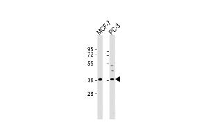 All lanes : Anti-VEGF Antibody (C-term) at 1:2000 dilution Lane 1: MCF-7 whole cell lysate Lane 2: PC-3 whole cell lysate Lysates/proteins at 20 μg per lane. (VEGF anticorps  (C-Term))