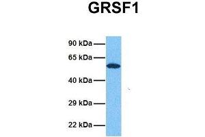 Host:  Rabbit  Target Name:  GRSF1  Sample Tissue:  Human 293T  Antibody Dilution:  1. (GRSF1 anticorps  (Middle Region))