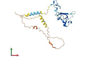 AlphaFold protein structure predicition of Human Recombinant ZCCHC24 Protein, UniprotID Q8N2G6