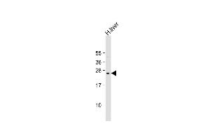 Anti-PTTG2 Antibody (Center) at 1:2000 dilution + human liver lysate Lysates/proteins at 20 μg per lane. (PTTG2 anticorps  (AA 56-84))
