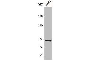 Western Blot analysis of K562 cells using CHSY1 Polyclonal Antibody (CHSY1 anticorps  (Internal Region))