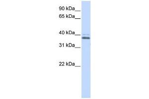 Western Blotting (WB) image for anti-ERGIC and Golgi 2 (ERGIC2) antibody (ABIN2458373) (ERGIC2 anticorps)
