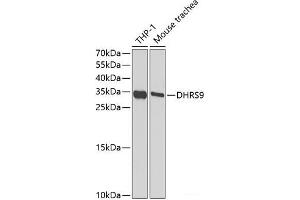 Western blot analysis of extracts of various cell lines using DHRS9 Polyclonal Antibody at dilution of 1:1000. (DHRS9 anticorps)