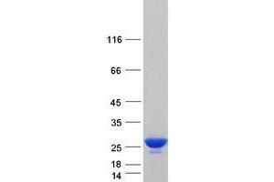 Validation with Western Blot