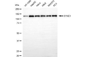 Western blotting analysis using SYNE1 antibody (ABIN7800419). (Recombinant SYNE1 anticorps)