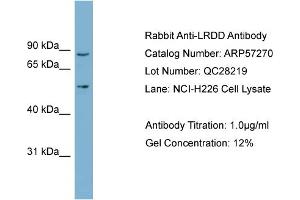 WB Suggested Anti-LRDD  Antibody Titration: 0.