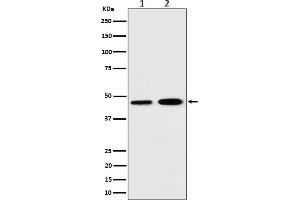 anti-Translocase of Inner Mitochondrial Membrane 44 (TIMM44) antibody