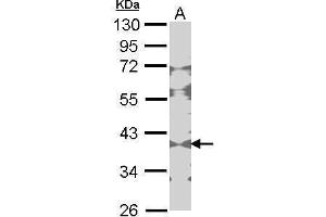 WB Image Sample (30 ug of whole cell lysate) A: NIH-3T3 10% SDS PAGE Creatine Kinase BB antibody antibody diluted at 1:1000 (CKB anticorps)
