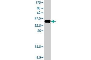 Western Blot detection against Immunogen (35.