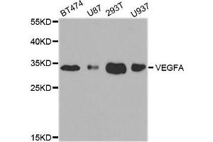 Western blot analysis of extracts of various cell lines, using VEGFA antibody. (VEGFA anticorps)