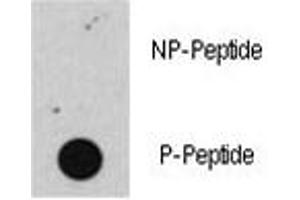 Dot blot analysis of phospho-Rb antibody. (Retinoblastoma Protein (Rb) anticorps  (pSer608))