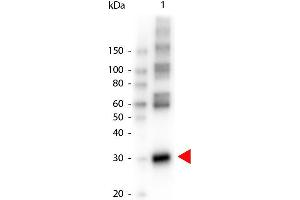 Western Blot of Peroxidase conjugated Rabbit anti-L-ASPARAGINASE antibody. (ASRGL1 anticorps  (HRP))