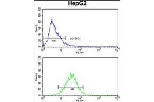 T Antibody (N-term) (ABIN390700 and ABIN2840986) flow cytometry analysis of HepG2 cells (bottom histogr) compared to a negative control cell (top histogr). (Aminomethyltransferase anticorps  (N-Term))