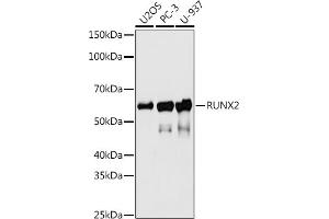 Western blot analysis of extracts of various cell lines, using RUNX2 antibody (ABIN7270117) at 1:500 dilution.