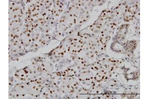 Image no. 1 for anti-Cytidine Monophosphate N-Acetylneuraminic Acid Synthetase (CMAS) (AA 164-264) antibody (ABIN466224) (CMAS anticorps  (AA 164-264))