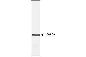 Image no. 1 for anti-Cyclin-Dependent Kinase 1 (CDK1) antibody (ABIN199903) (CDK1 anticorps)
