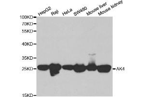 Western blot analysis of extracts of various cell lines, using AK4 antibody (ABIN6290046) at 1:1000 dilution. (AK4 anticorps)