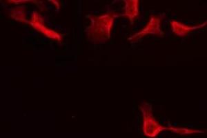 ABIN6275654 staining HeLa by IF/ICC.