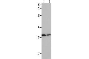 Western Blotting (WB) image for anti-14-3-3 alpha + beta (YWHAB) antibody (ABIN2431696) (YWHAB anticorps)