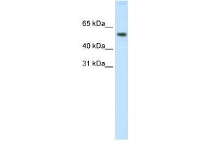 WB Suggested Anti-AKT1 Antibody Titration: 0. (AKT1 anticorps  (N-Term))