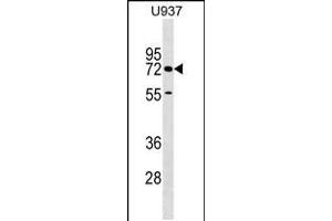 Western blot analysis in U937 cell line lysates (35ug/lane). (CERCAM anticorps  (C-Term))