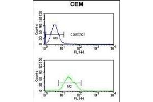 BRAF Antibody n flow cytometric analysis of CEM cells (bottom histogram) compared to a negative control cell (top histogram). (BRAF anticorps)