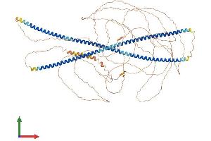 AlphaFold protein structure predicition of Mouse Recombinant Nefh Protein, UniprotID P19246