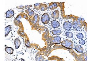ABIN6262783 and ABIN6266573 at 1/100 staining Rat stomach tissue by IHC-P.