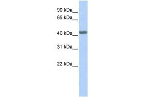 WB Suggested Anti-CCR2 Antibody Titration: 0. (CCR2 anticorps  (Middle Region))