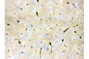 Anti- Aquaporin 4 Picoband antibody, IHC(F) IHC(F): Mouse Brain Tissue
