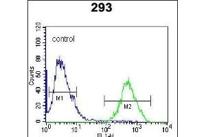 RCE1 Antibody (N-term W57) (ABIN389050 and ABIN2839259) flow cytometric analysis of 293 cells (right histogram) compared to a negative control cell (left histogram). (RCE1/FACE2 anticorps  (N-Term))