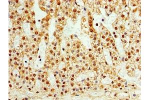 Immunohistochemistry of paraffin-embedded human adrenal gland tissue using ABIN7171562 at dilution of 1:100 (TAF1C anticorps  (AA 70-320))