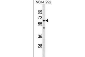 ZRSR1 Antibody (C-term) (ABIN1537225 and ABIN2838305) western blot analysis in NCI- cell line lysates (35 μg/lane). (ZRSR1 anticorps  (C-Term))