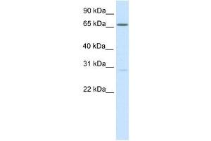 Western Blot showing NFAT5 antibody used at a concentration of 1-2 ug/ml to detect its target protein. (NFAT5 anticorps  (Middle Region))