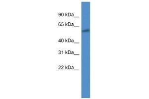 Western Blot showing CYP7B1 antibody used at a concentration of 1 ug/ml against 721_B Cell Lysate (CYP7B1 anticorps  (C-Term))