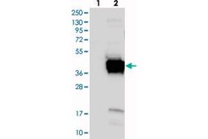 Western blot analysis of Lane 1: Negative control (vector only transfected HEK293T lysate), Lane 2: Over-expression Lysate (Co-expressed with a C-terminal myc-DDK tag (~3. (FNDC8 anticorps)
