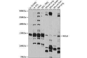 Western blot analysis of extracts of various cell lines, using NOL6 antibody (ABIN7269034) at 1:1000 dilution. (Nucleolar Protein 6 anticorps  (AA 1032-1146))