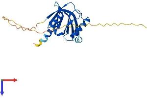 AlphaFold protein structure predicition of Mouse Recombinant Itgb1bp1 Protein, UniprotID O35671