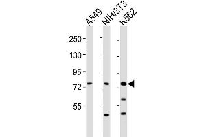 Western Blot at 1:2000 dilution Lane 1: A549 whole cell lysates Lane 2: NIH/3T3 whole cell lysates Lane 3: K562 whole cell lysates Lysates/proteins at 20 ug per lane.