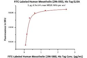 Immobilized A MSLN MAb at 10 μg/mL (100 μL/well) can bind Fed Human Mesothelin (296-580), His Tag (ABIN5954923,ABIN6253530) with a linear range of 0.