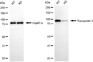 Western blotting analysis using transportin 3 antibody (ABIN7800624). (Recombinant Transportin 3 anticorps)