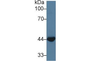 Western blot analysis of Cow Small intestine lysate, using Cow WNT3A Antibody (3 µg/ml) and HRP-conjugated Goat Anti-Rabbit antibody ( (WNT3A anticorps  (AA 19-355))