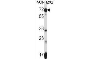 Western Blotting (WB) image for anti-Solute Carrier Family 41, Member 2 (SLC41A2) antibody (ABIN2997566) (SLC41A2 anticorps)