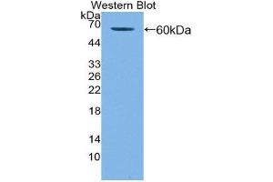 Western Blotting (WB) image for anti-Killer Cell Immunoglobulin-Like Receptor, Two Domains, Long Cytoplasmic Tail, 3 (KIR2DL3) (AA 22-342) antibody (ABIN1859538)