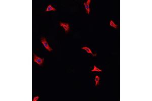 ABIN6268986 staining HeLa cells by IF/ICC.