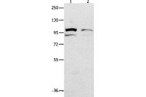 Western blot analysis of 231 cell  and mouse kidney tissue  , using MVP Polyclonal Antibody at dilution of 1:500 (MVP anticorps)
