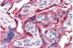 Human Placenta (formalin-fixed, paraffin-embedded) stained with GHRL antibody ABIN364403 at 2 ug/ml followed by biotinylated anti-goat IgG secondary antibody ABIN481715, alkaline phosphatase-streptavidin and chromogen. (GHRL anticorps  (AA 103-117))