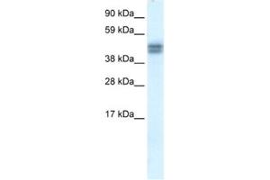 Western Blotting (WB) image for anti-SAP30 Binding Protein (SAP30BP) antibody (ABIN2460912) (SAP30BP anticorps)