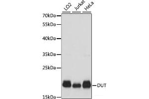 Western blot analysis of extracts of various cell lines using DUT Polyclonal Antibody at dilution of 1:1000. (Deoxyuridine Triphosphatase (DUT) anticorps)
